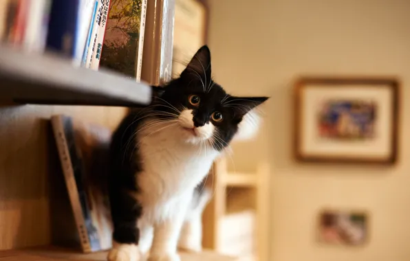 Picture look, house, room, black and white, fluffy, Cat