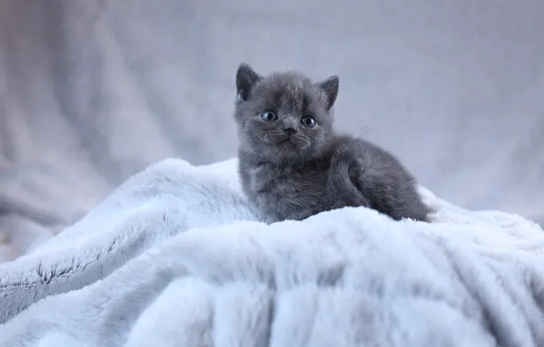 Baby, fur, kitty, British