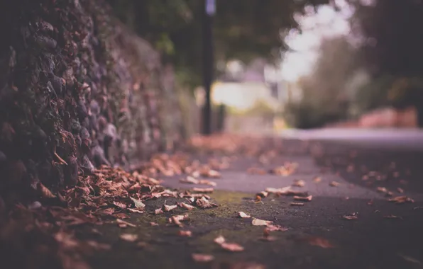 Picture road, autumn, macro, the city, glare, foliage, fence