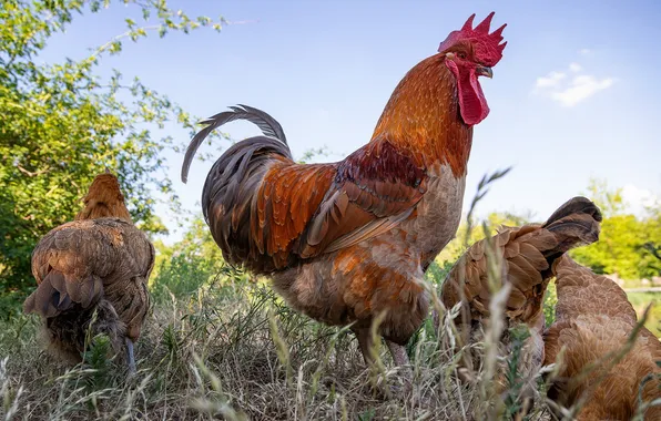 The sky, grass, birds, branches, chicken, cock, chickens