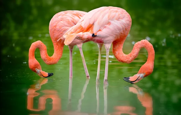 Greens, water, nature, reflection, bird, pair, pink, Flamingo