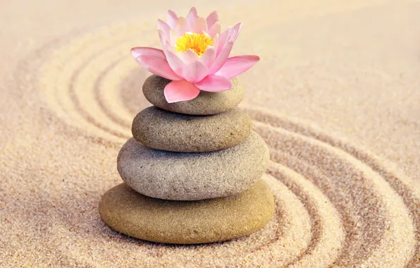 Picture sand, flower, stones, Lotus, flower, pink, sand, Spa