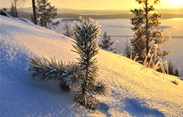 Snow, trees, winter, snow, sun, winter day, sunlight