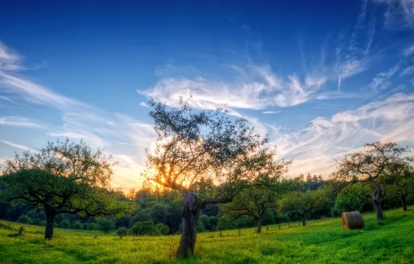 Field, summer, trees, landscape