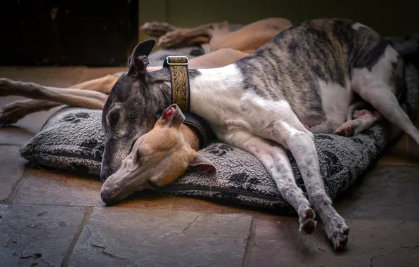 Photo, Sleeping, Two, Dogs, Animals, Greyhounds