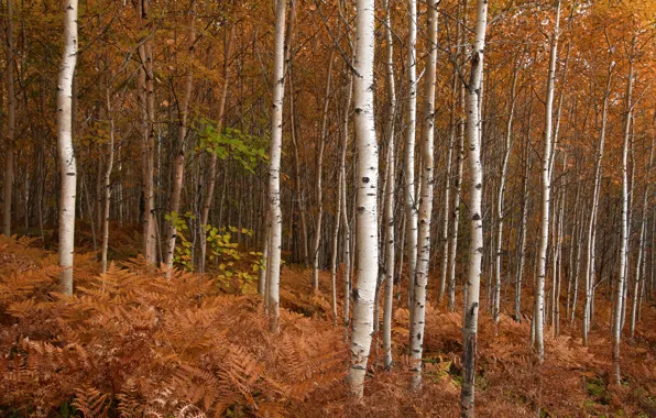 Picture autumn, nature, birch