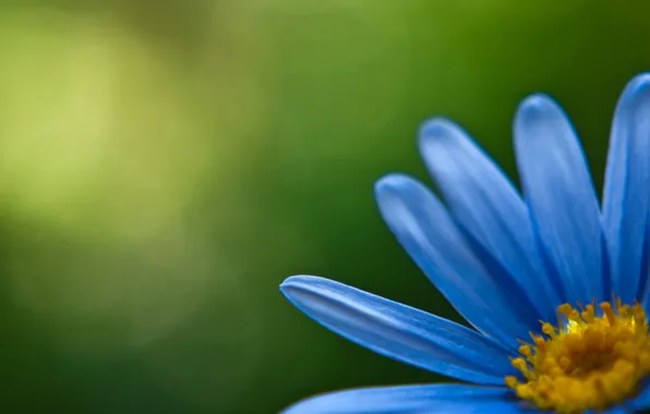 Picture flowers, blue, yellow, green, petals, petal, flowers, flowers