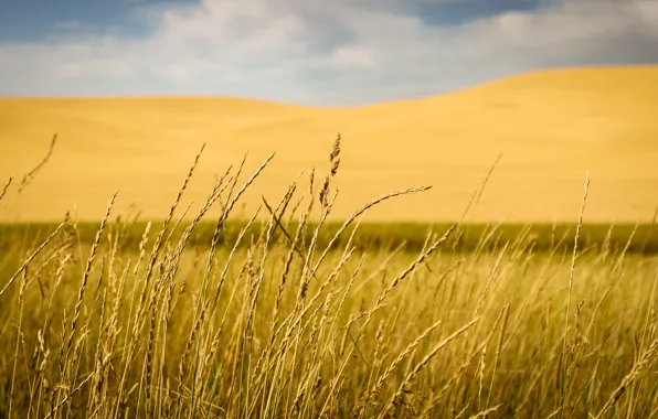 Grass, field, hill, countryside, stalks, farmland, countryside scene