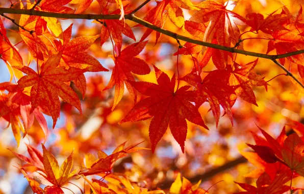 Autumn, leaves, macro, branch, maple, Japanese maple