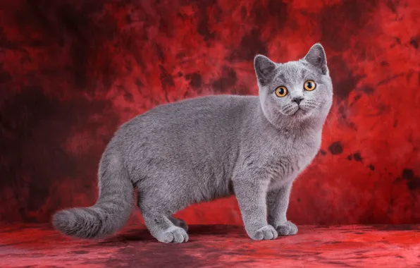 Cat, cat, look, pose, kitty, grey, cat, muzzle