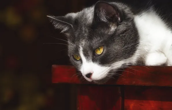 Cat, cat, look, face, the dark background, portrait, lies, yellow eyes