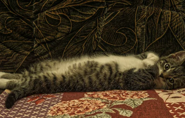 Cat, look, pose, the dark background, kitty, grey, sofa, legs