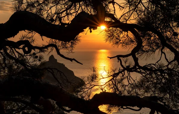 Sea, the sun, rays, landscape, sunset, branches, nature, rock