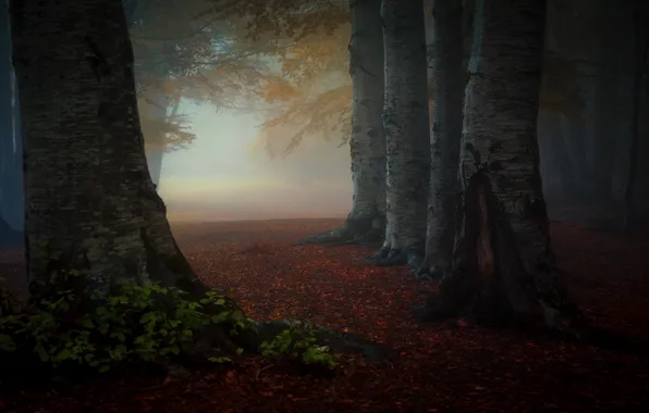 Picture autumn, forest, leaves, trees, fog, Park, morning, trunk