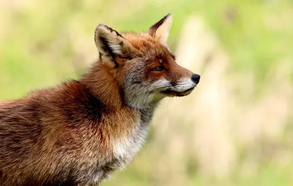 Background, Fox, profile, red