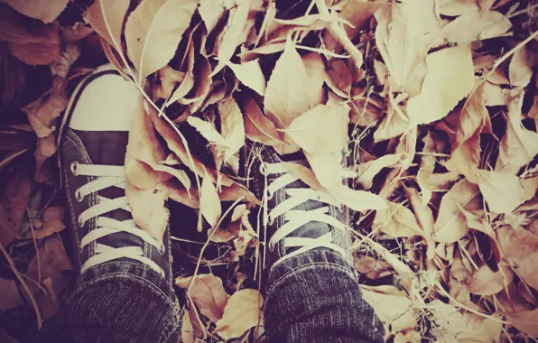 Picture autumn, leaves, sneakers, laces