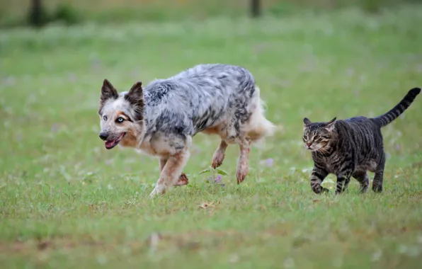 Cat, grass, cat, dog, meadow, pair, dog, boys