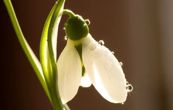 Picture white, drops, macro, flowers, Rosa, Shine, spring, snowdrops