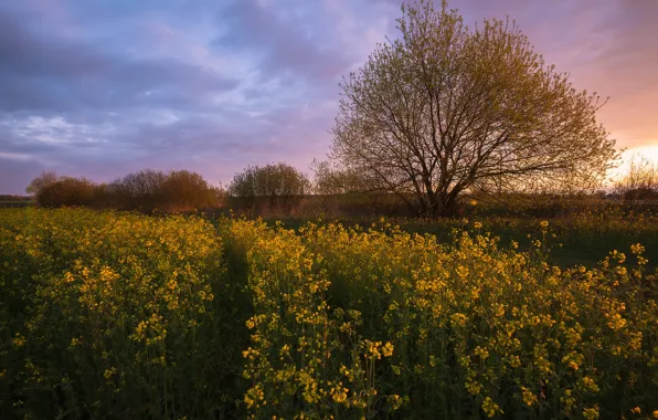 Field, sunset, tree, rape, rapeseed field