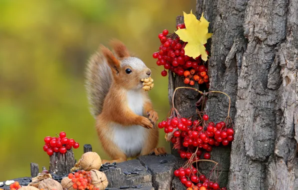 Picture nature, sheet, berries, tree, protein, animal, rodent, Kalina