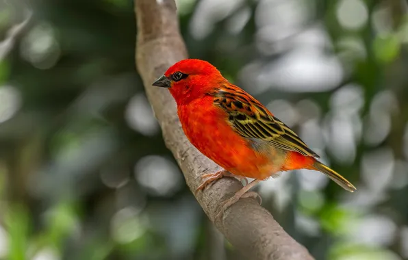 Microsemi, bird, branch, beautiful, closeup, bright color