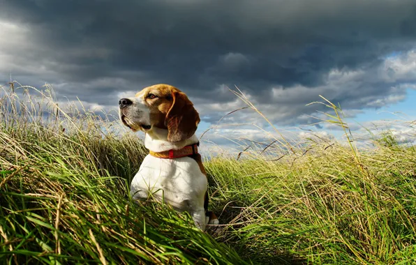 Field, the sky, dog, Beagle
