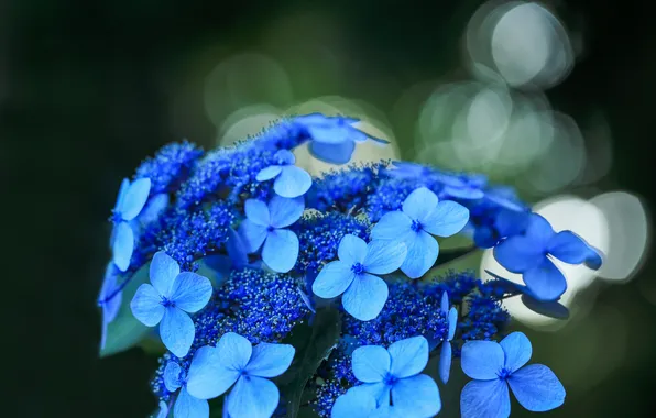 Macro, flowers, the dark background, blue, inflorescence, bokeh, hydrangea