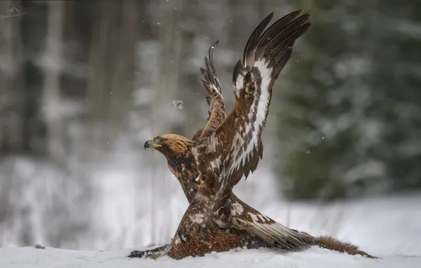 Winter, snow, Eagle, bird of prey, flap, Vlad Sokolovsky, Pas de deux with silence