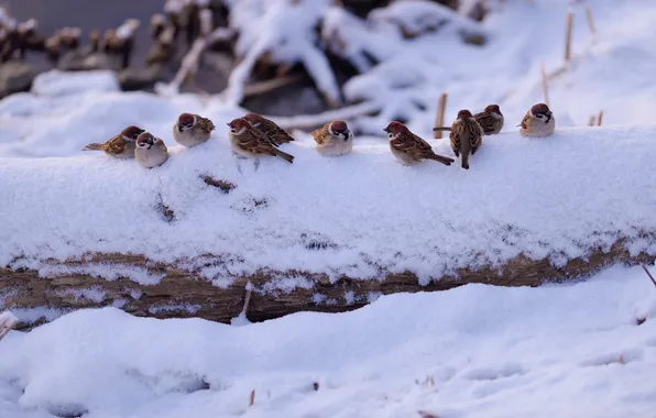 Winter, snow, birds, nature, Sparrow, log, flock, sparrows