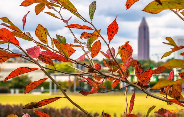 Picture autumn, leaves, the city, branch, USA, Atlanta, the crimson