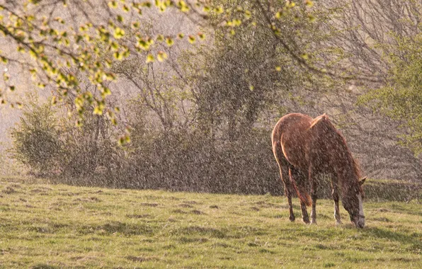 Picture nature, rain, horse
