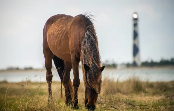 Picture nature, horse, lighthouse