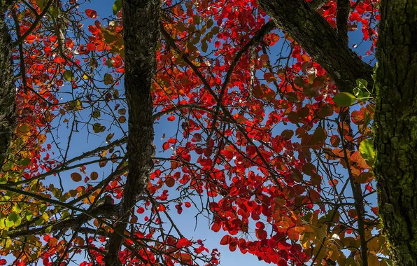 Autumn, the sky, leaves, trees, trunk, the crimson