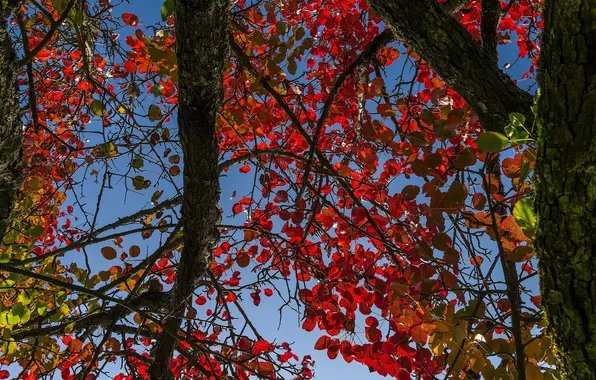 Picture autumn, the sky, leaves, tree, trunk, the crimson