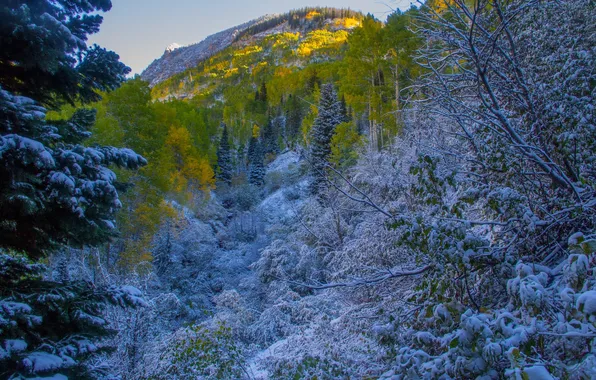 Picture autumn, forest, the sky, snow, trees, mountains