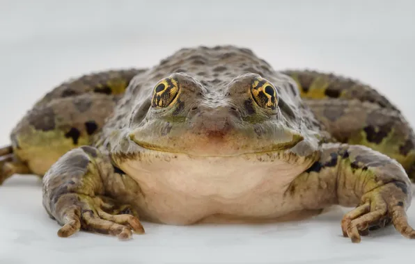 Macro, nature, toad