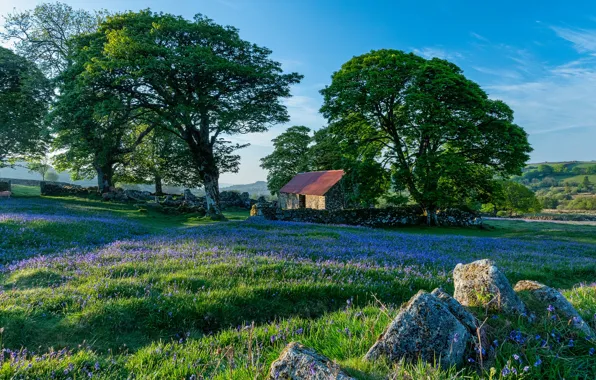 Trees, flowers, comfort, blue, stones, glade, beauty, spring
