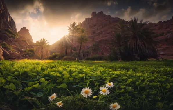 Leaves, light, flowers, mountains, palm trees, rocks, thickets, glade