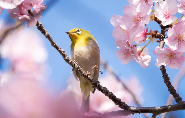 The sky, light, flowers, bird, blue, branch, spring, flowering