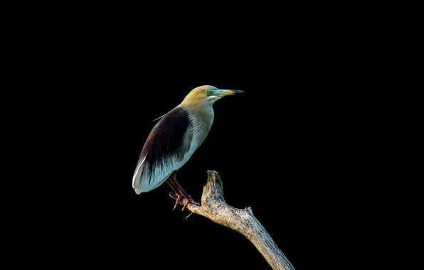Picture birds, branch, Indian yellow Heron