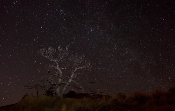 Space, stars, night, space, tree, desert