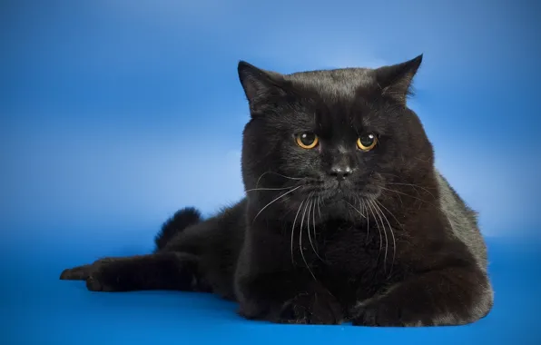 Picture cat, black, background, look