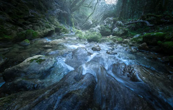 Picture forest, stones, moss, stream, river