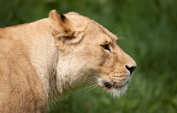 Cat, face, profile, lioness