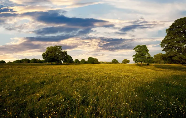 Greens, field, summer, the sky, grass, clouds, trees, flowers