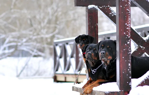 Winter, background, dog