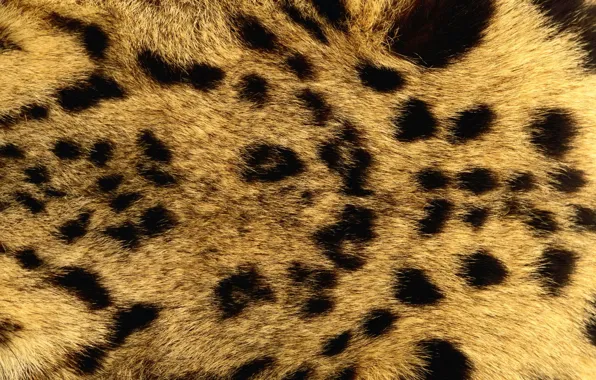 Texture, fur, animal texture, the background on the desktop