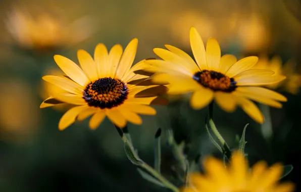 Flowers, yellow, Duo, bokeh, osteospermum