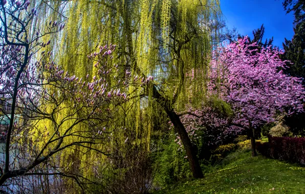 Picture grass, trees, pond, spring, garden, blooming