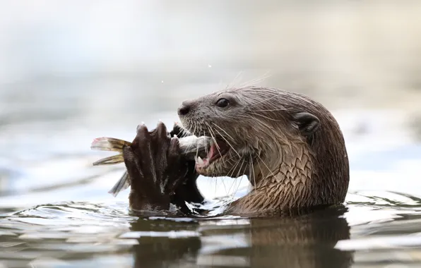 Water, fish, otter